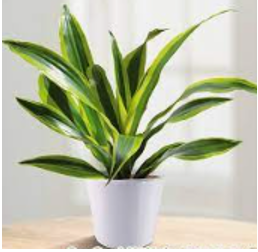  Hãy cho biết tên loại cây trong hình dưới đây:
