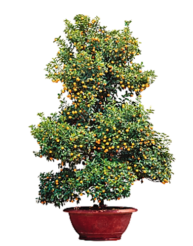  Hãy cho biết tên loại cây cảnh trong hình dưới đây:
