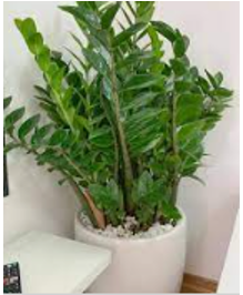  Hãy cho biết tên loại cây cảnh trong hình dưới đây: