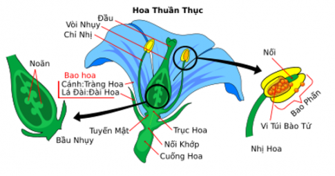 Hoa lưỡng tính