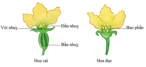Hoa đơn tính