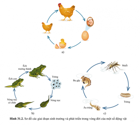 Vẽ vòng đời của một số động vật mà em biết.