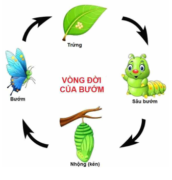 Tìm hiểu qua sách, báo, in-tơ-nét về vòng đời của một số động vật đẻ trứng và vẽ sơ đồ đơn giản, ghi chú vòng đời của chúng.