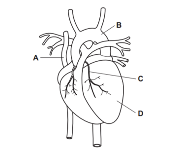 Câu 18: Sơ đồ cho thấy một trái tim người và một số mạch máu chính của nó. Sự tắc nghẽn của bộ phận có nhãn là nguyên nhân của bệnh mạch vành?