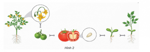 Quan sát hình 2 và cho biết: Tên cơ quan sinh sản của cây cà chua.