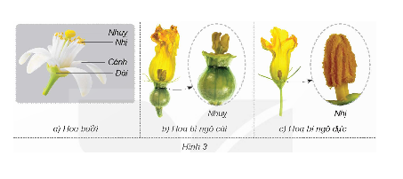 Quan sát hình 3 và cho biết hoa bí ngô và hoa bưởi, hoa nào là hoa lưỡng tính, hoa nào là hoa đơn tính.