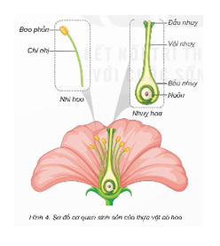 Chỉ trên hình 6 và nói tên các bộ phận của hoa.