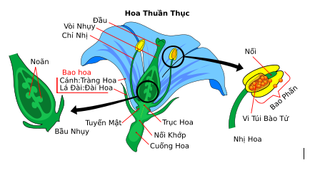 Thu thập hoa của một số cây. Xác định các bộ phận của mỗi hoa và cho biết hoa nào là hoa đơn tính, hoa nào là hoa lưỡng tính.