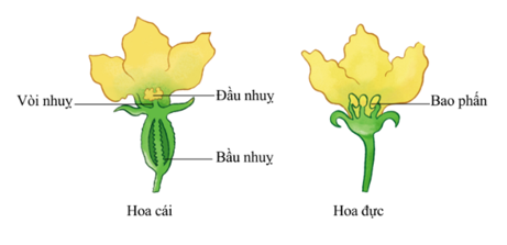 Thu thập hoa của một số cây. Xác định các bộ phận của mỗi hoa và cho biết hoa nào là hoa đơn tính, hoa nào là hoa lưỡng tính.