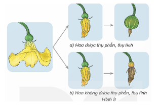 Quan sát hình 8 và cho biết khi hoa được hoặc không được thụ phấn, thụ tinh thì sự phát triển tiếp theo của hoa sẽ như thế nào.