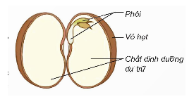 Quan sát hình 2 và trả lời câu hỏi: Hạt đậu gồm những bộ phận nào?...