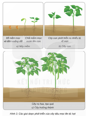 Quan sát hình 3, đọc thông tin và thực hiện: Nêu tên các giai đoạn phát triền chính của cây đậu mọc lên từ hạt.