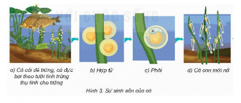  Vai trò của cá đực, cá cái trong việc hình thành có con...