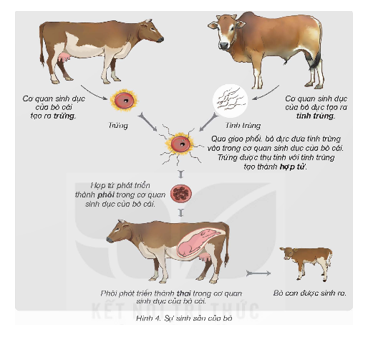  Vai trò của bò đực, bò cái trong việc hình thành bò con...