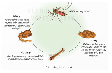  Nêu tên các giai đoạn phát triển chính trong vòng đời của muỗi...