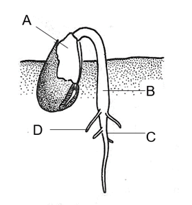 Câu 1: Hình vẽ cho thấy một hạt đậu đang nảy mầm. Cấu trúc nào là hypocotyl