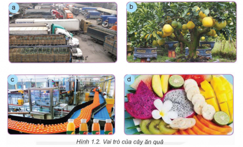 Quan sát hình 1.2 và nêu vai trò của cây ăn quả tương ứng với các ảnh trong hình.