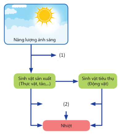 Đề thi giữa kì 1 Sinh học 11 KNTT: Đề tham khảo số 4