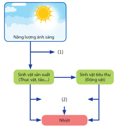 đề thi giữa kì 1 sinh học 11 cánh diều