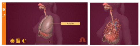 Nêu các việc cần thực hiện để xem mô phỏng hệ tuần hoàn, hệ hô hấp.