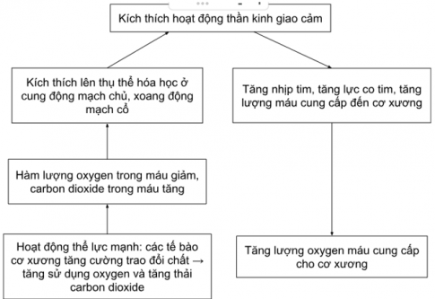 đề thi cuối kì 1 sinh học 11 cánh diều