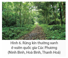 Đọc thông tin và quan sát hình 6, em hãy trình bày một số đặc điểm cơ bản của tài nguyên rừng ở Việt Nam.