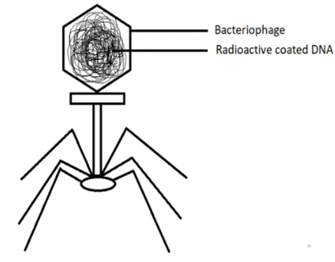Trắc nghiệm Sinh học 10 kết nối Ôn tập chương 7: Virus