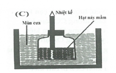 Câu 15: Quan sát hình vẽ thí nghiệm dưới đây, có bao nhiêu phát biểu đúng khi nói đến hô hấp ở thực vật