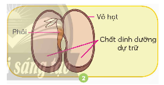 Quan sát hình 2, chỉ và nói tên các bộ phận của hạt đậu. 